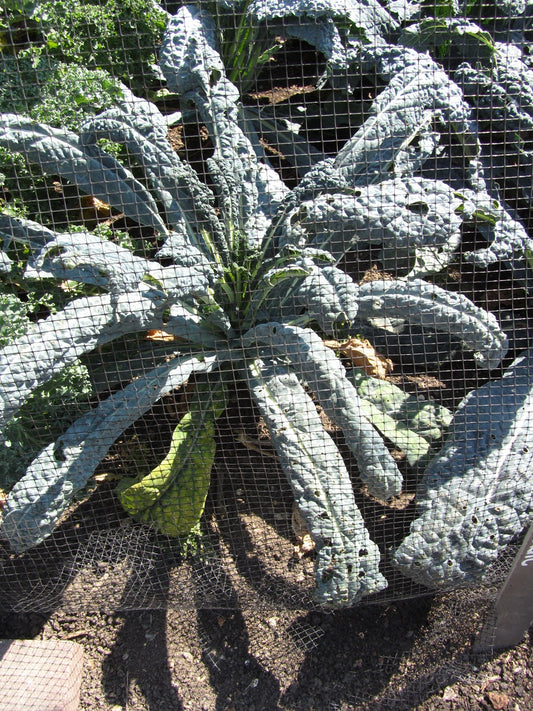Kale Black Magic