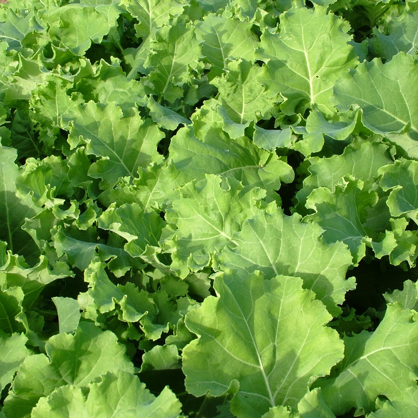 ALL NEW VARIETIES