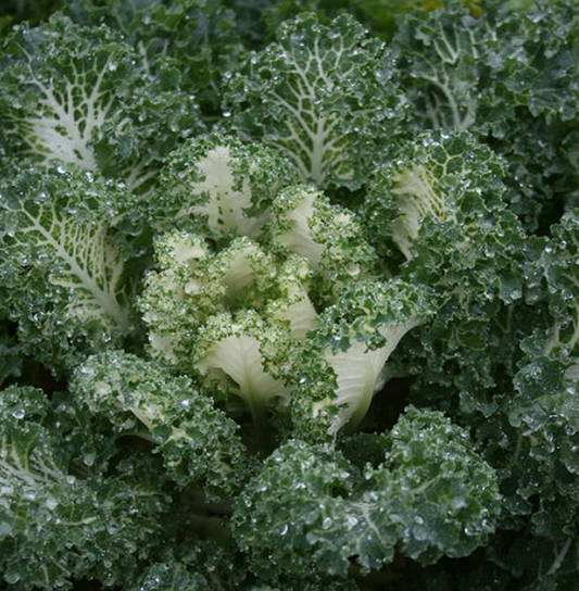 Kale Emerald Ice