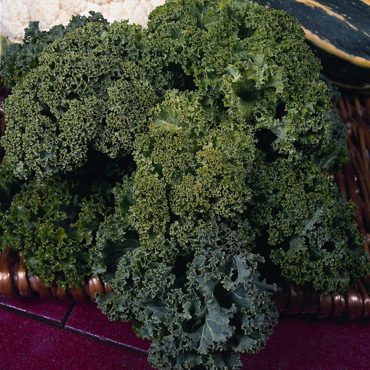 Kale Green Curled Dwarf