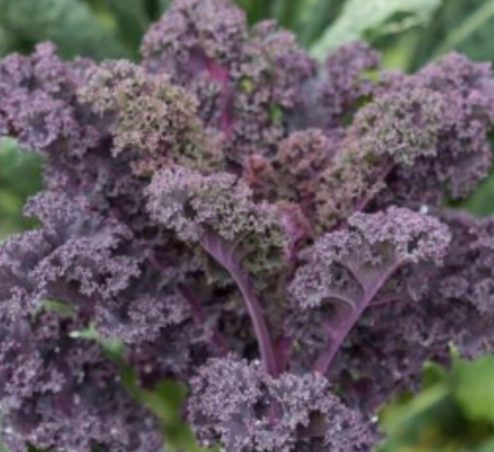 Kale Scarlet
