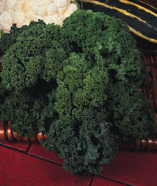Kale Westland Winter