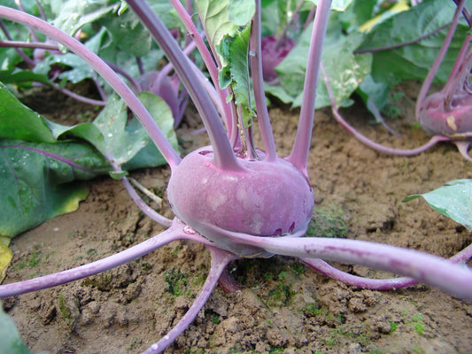 Kohl Rabi Ballot F1