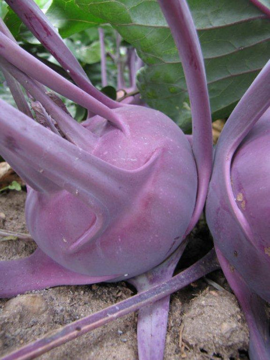Kohl Rabi Purple Delicacy