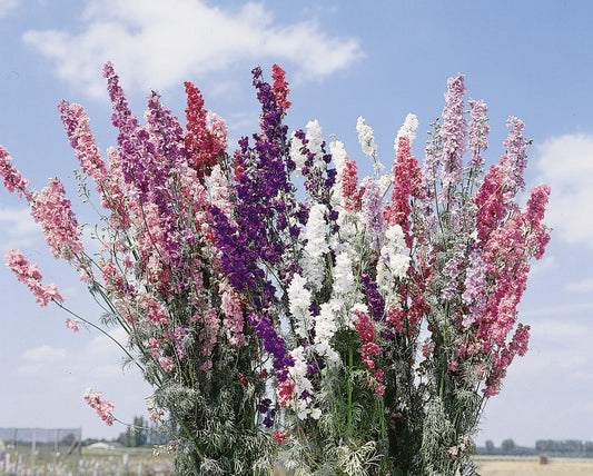 Larkspur Crown Blend