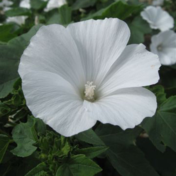 ALL NEW VARIETIES