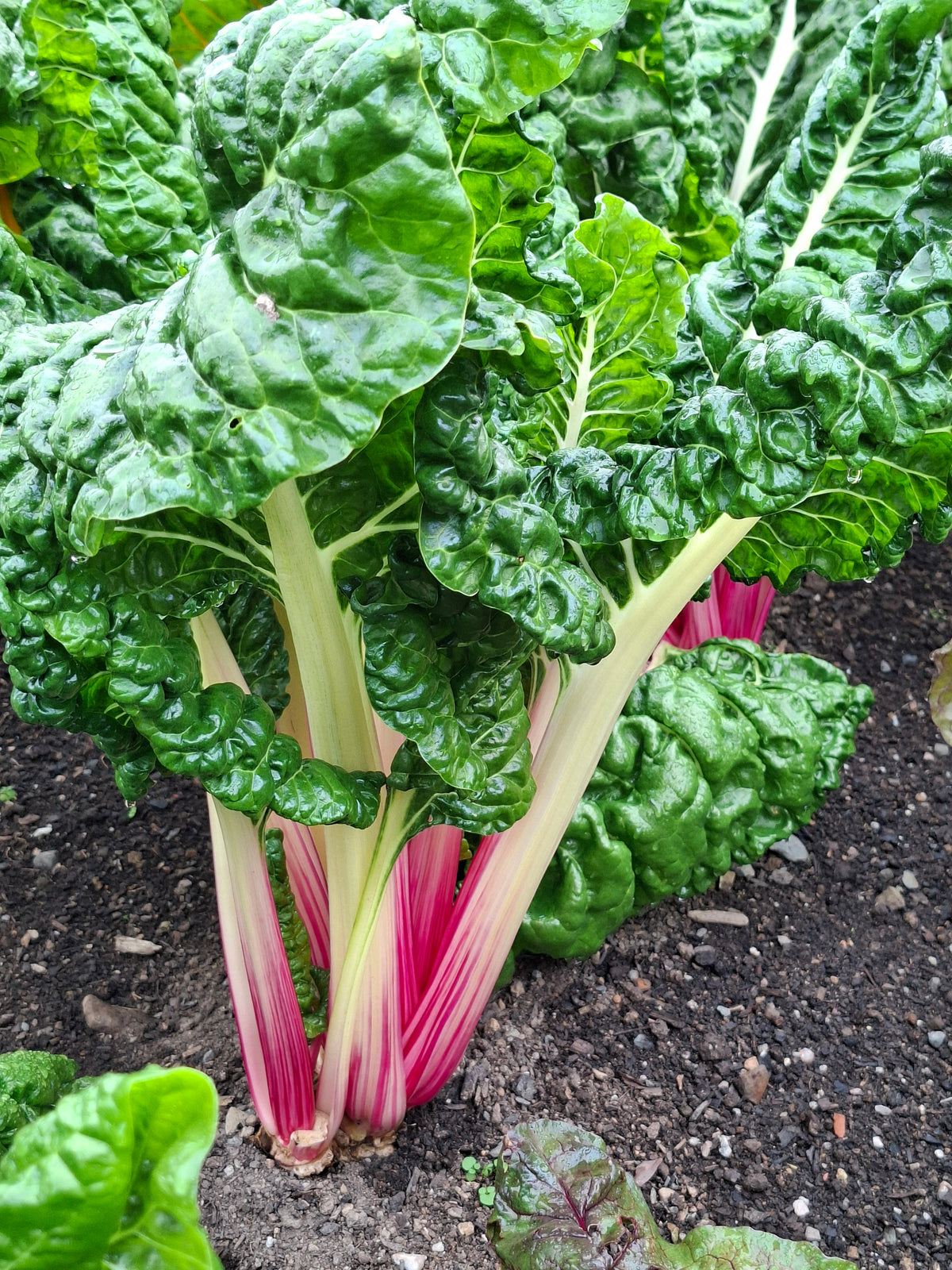 Leaf Beet Peppermint