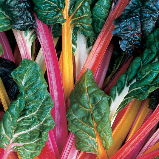 Leaf Beet Bright Lights