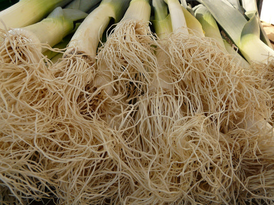 Leek Tornado