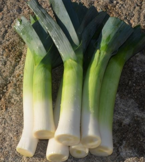 Leek Blue Green Winter Avano