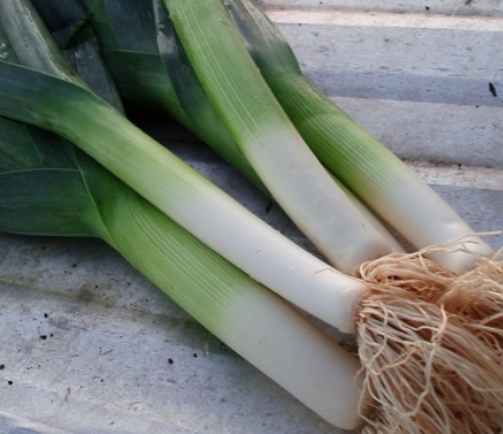Leek Exeter F1