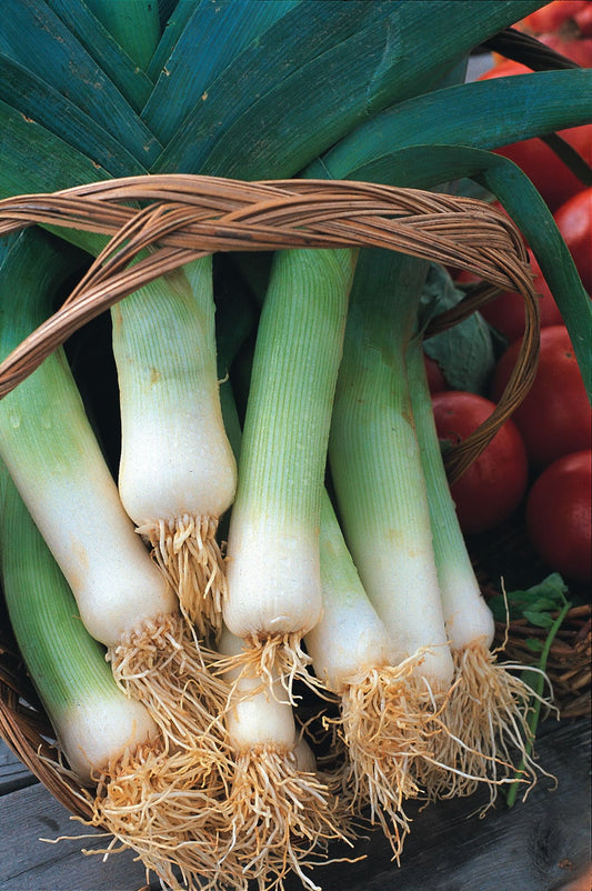 Leek Musselburgh