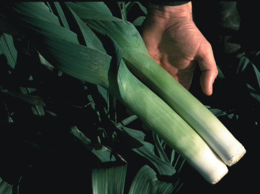 Leek Oarsman F1