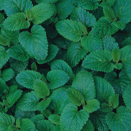 Lemon Balm