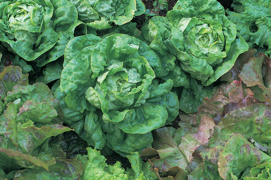 Lettuce All Year Round