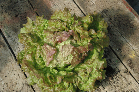 Lettuce Iceberg