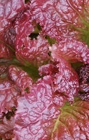 picture of Lettuce Red Velvet