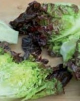 picture of Lettuce Amaze