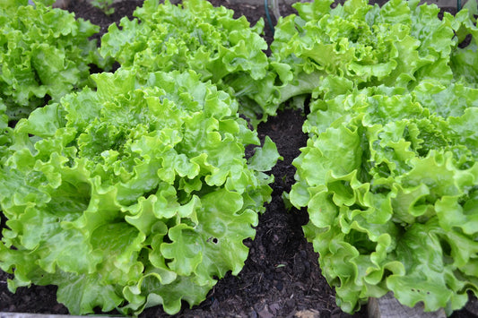 Lettuce Green Oakleaf