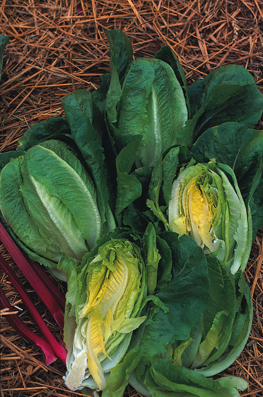 Lettuce Little Gem