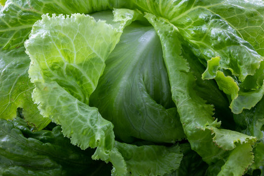 Lettuce Miniko