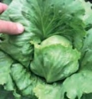 picture of Lettuce Miniko (mini iceberg)