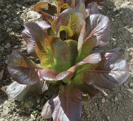Lettuce Rouge De Hiver