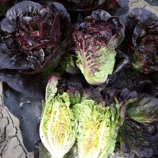 Lettuce Acherito