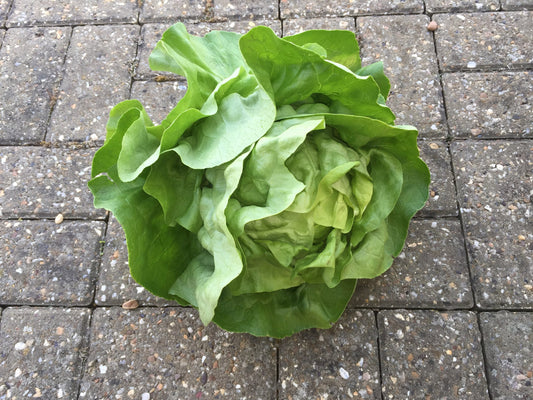Lettuce Analena