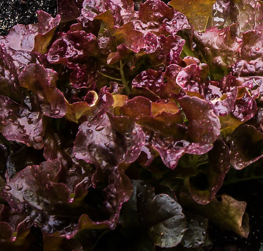 Lettuce Apache