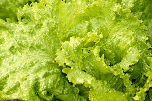Lettuce Astral