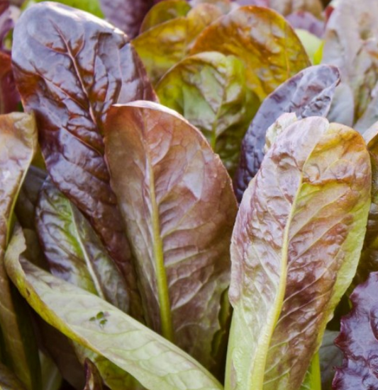 Lettuce Cimmaron