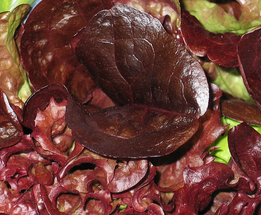 Lettuce Dark Roden