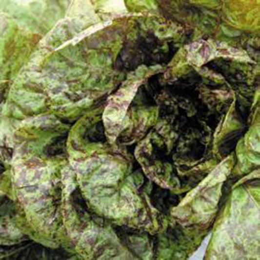 Lettuce Freckles
