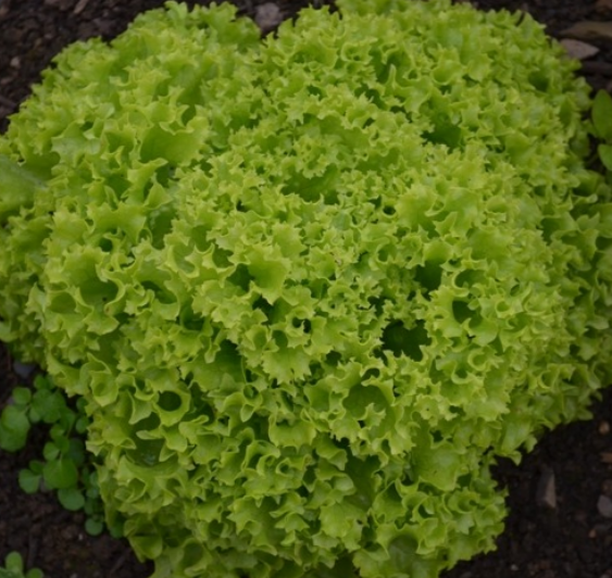 Lettuce Lollo Biondi