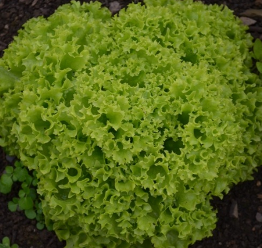 Lettuce Lollo Biondi