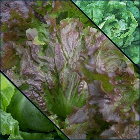 Super Summer Lettuce Collection