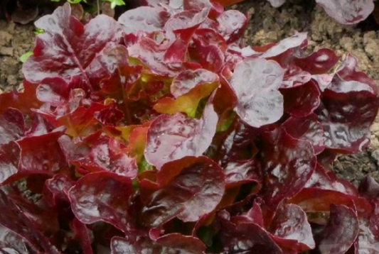 Lettuce Red Oakleaf
