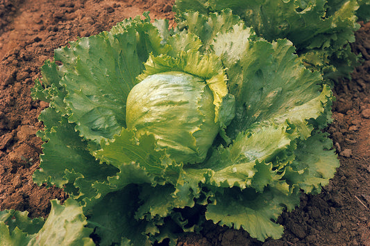Lettuce Saladin