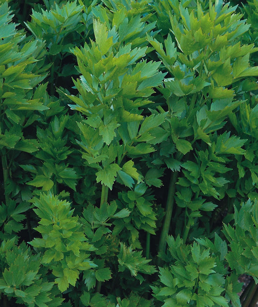 Lovage