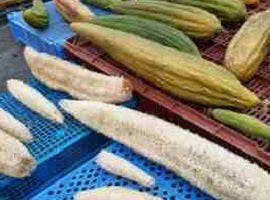 picture of Luffa