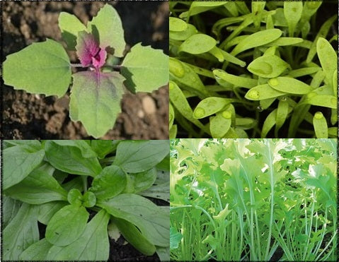 Lush Leafy No Lettuce Collection