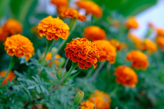 Marigold Legion D'Onore