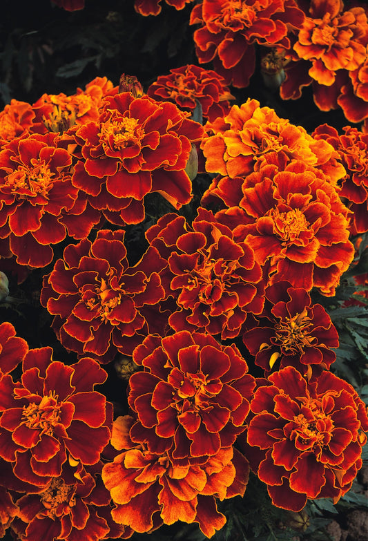 Marigold Spanish Brocade