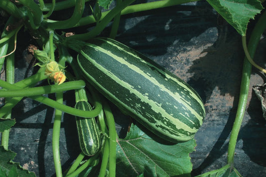 Marrow Bush Baby F1