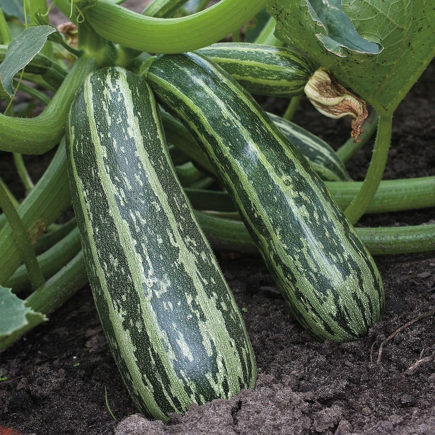 Marrow Tiger Cross F1