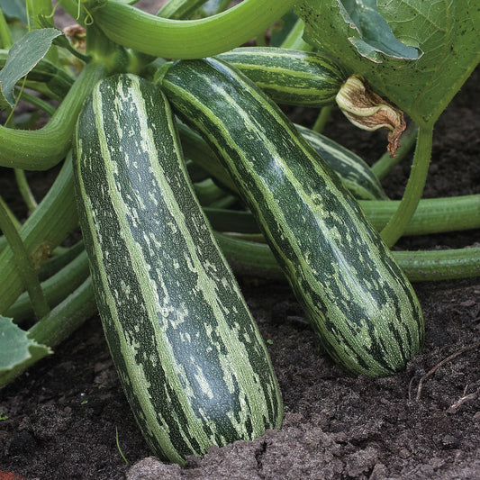 Marrow Tiger Cross F1