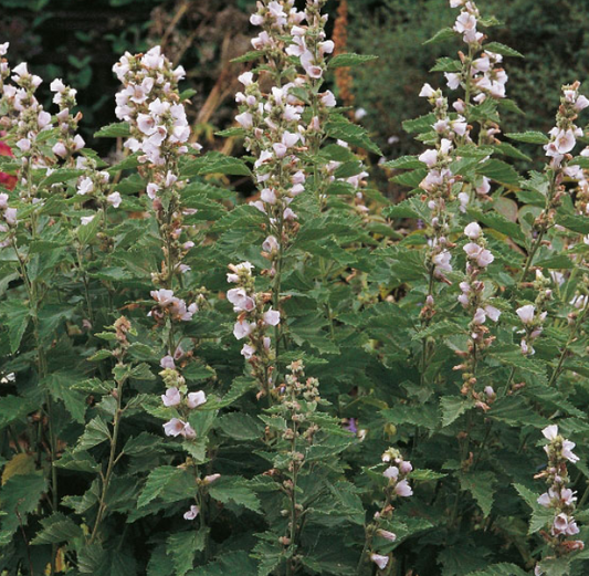 Marsh Mallow