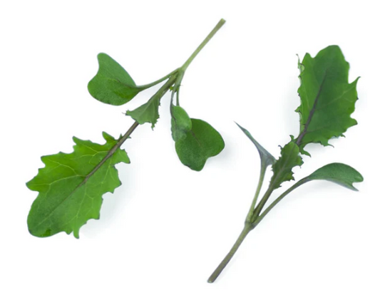 Kale Red Ruble
