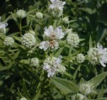 Mint Mountain